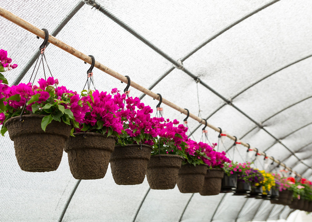 Hanging baskets for your front porch or Mom's
