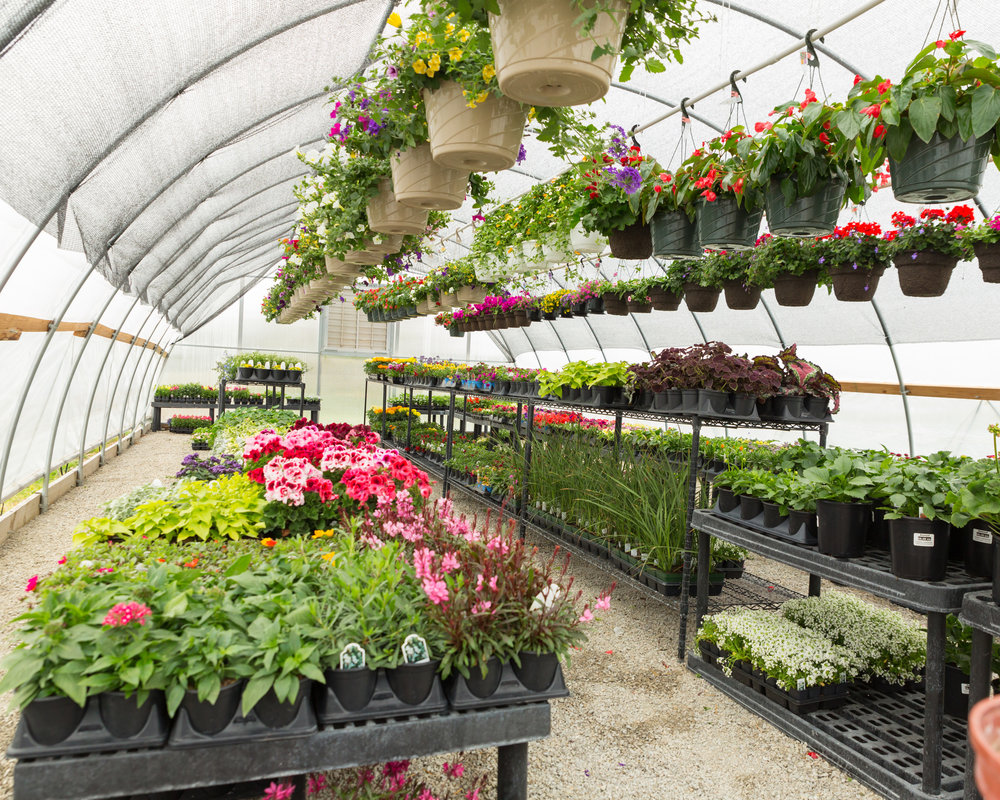 Hanging baskets and flowers