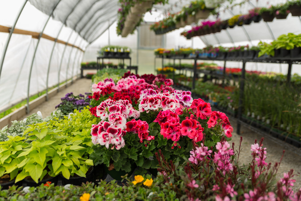 Green house full of beautiful flowers