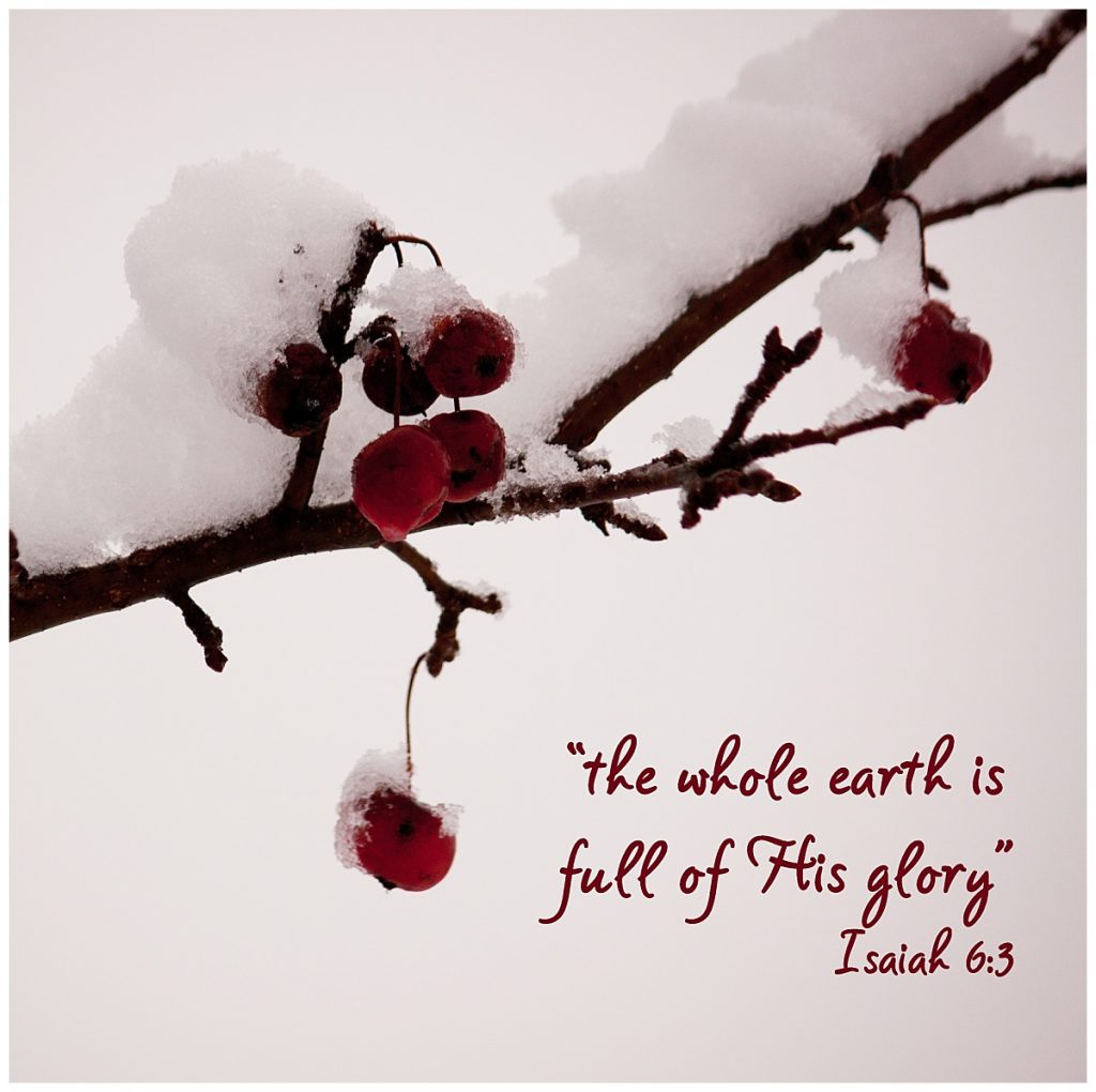 Berries covered with Snow with Bible verse