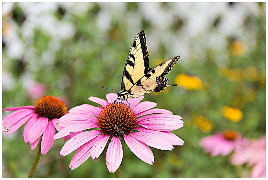 Yellow swallowtail butterfly drinking from purple coneflower