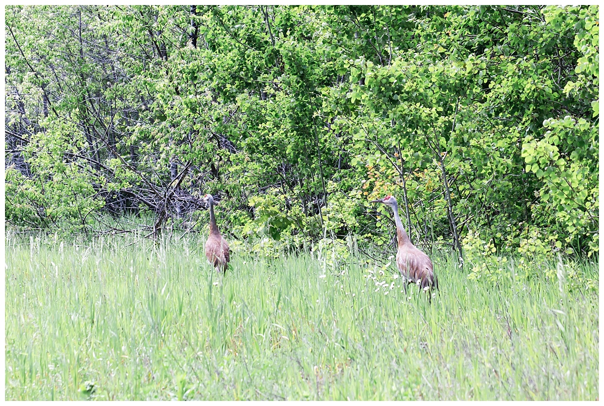 Pair of Sandhill Cranes photo by Simply Seeking Photography