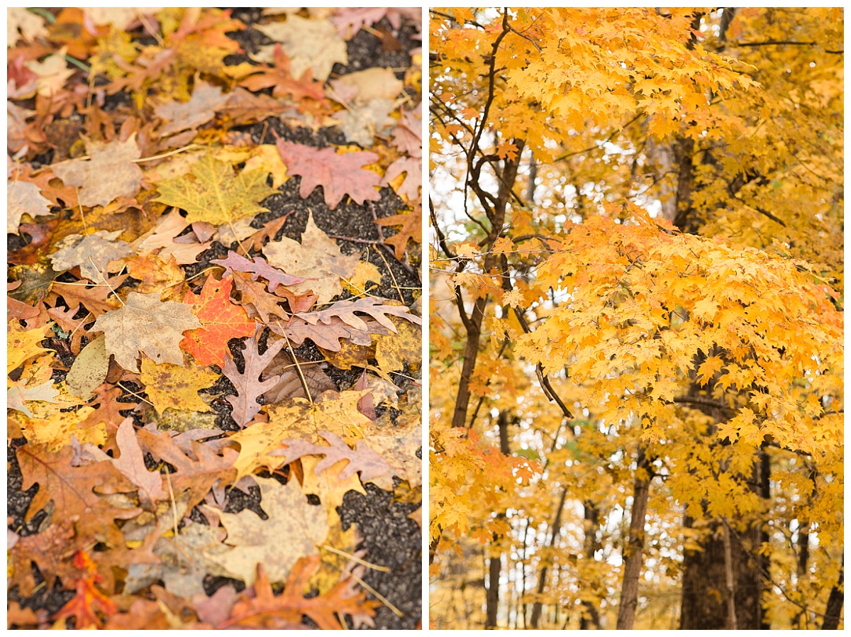 Fall foliage photo by Simply Seeking Photography